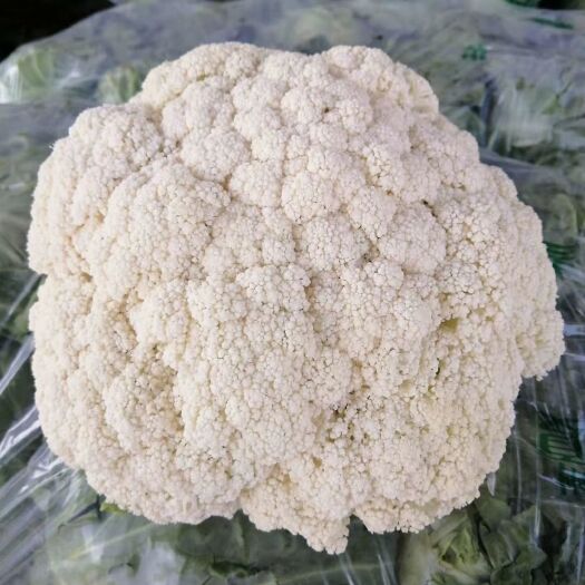 三原县白花菜花  陕西三原蔬菜大量上市中，欢迎新老客户来电咨询