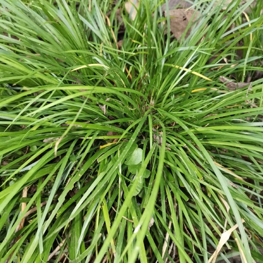 通江县石菖蒲种苗现采全年供应