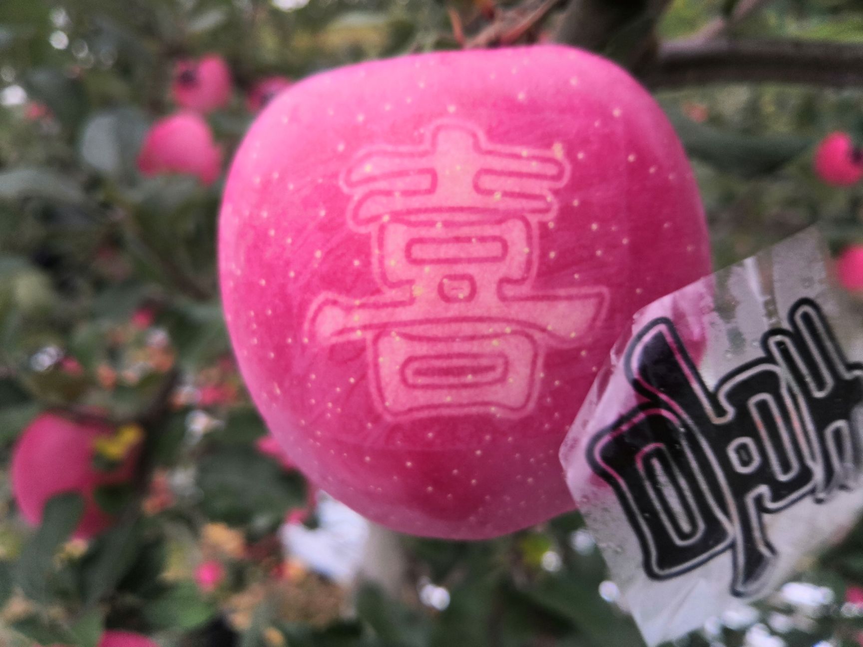  静宁苹果艺术苹果精品大果水晶红富士