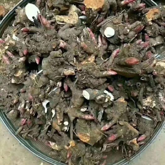 成都白芍种苗  白芍苗，赤芍苗，白芍芽头，赤芍芽头，药用芍药