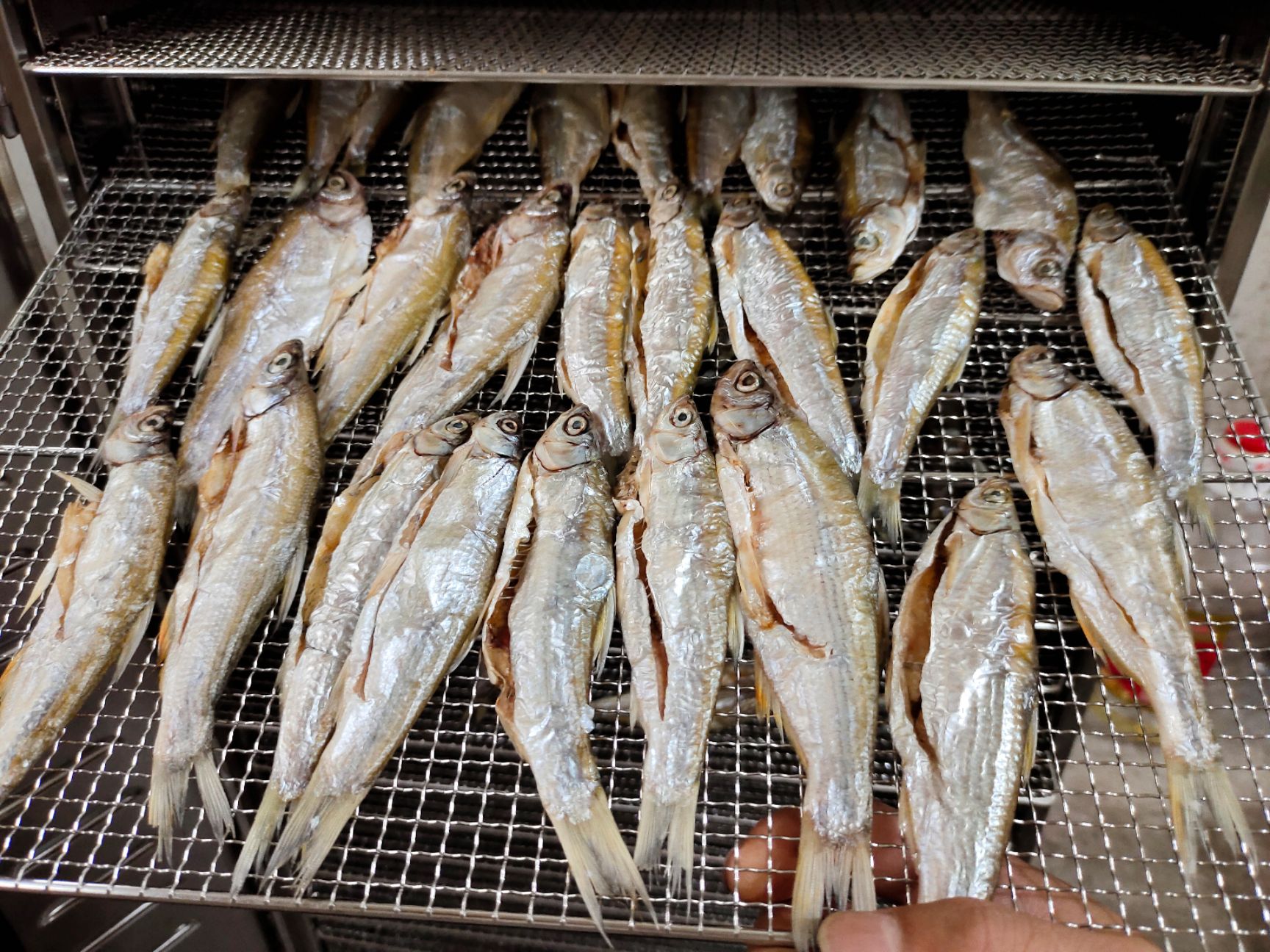 翘嘴白鱼干  烘烤淡干白条鱼翘嘴鱼