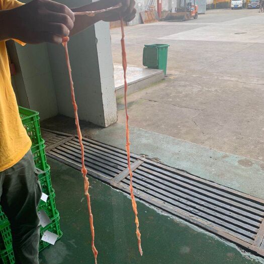 新鲜白鸭肠