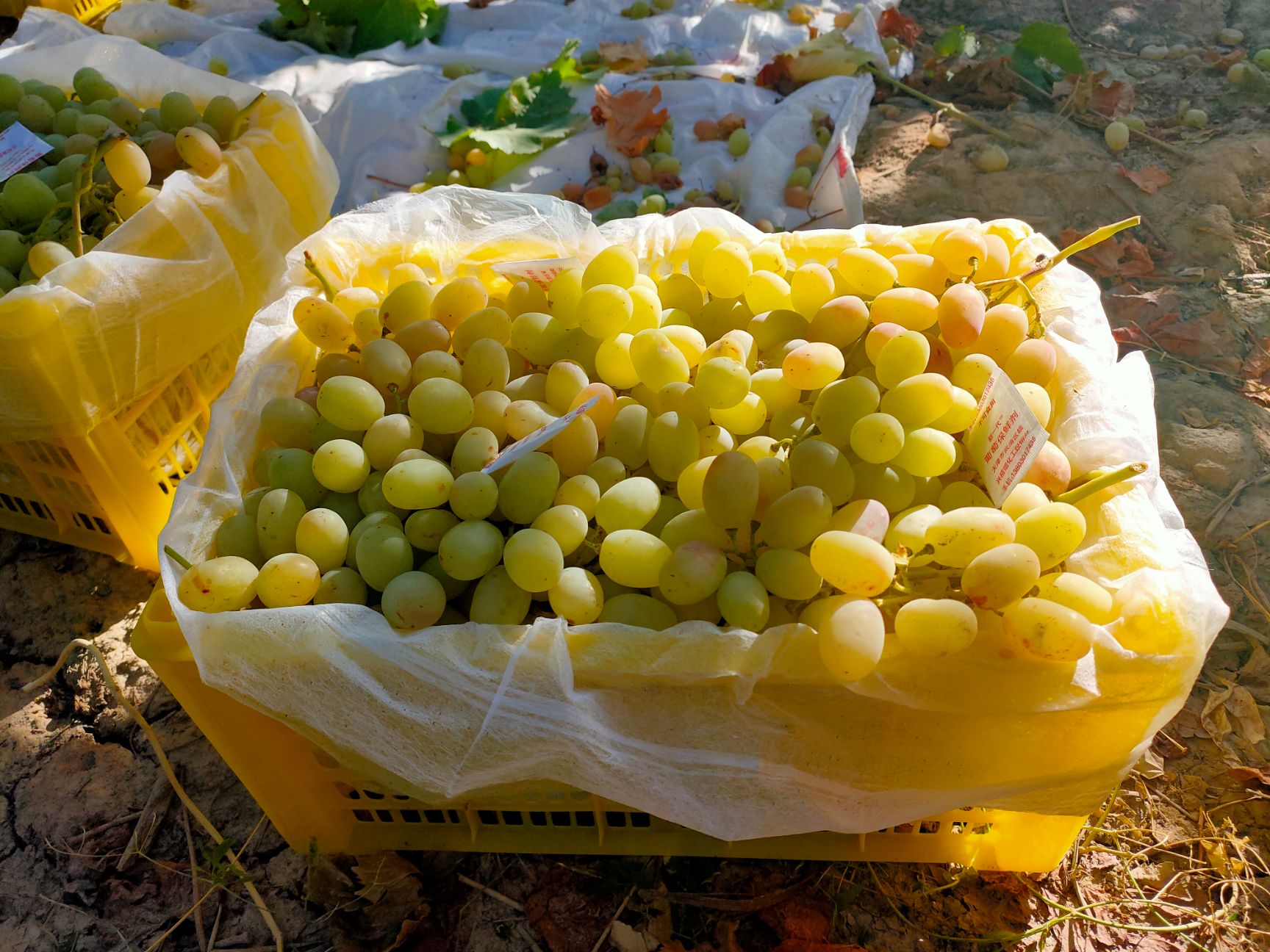 喀什喀尔葡萄品种图片