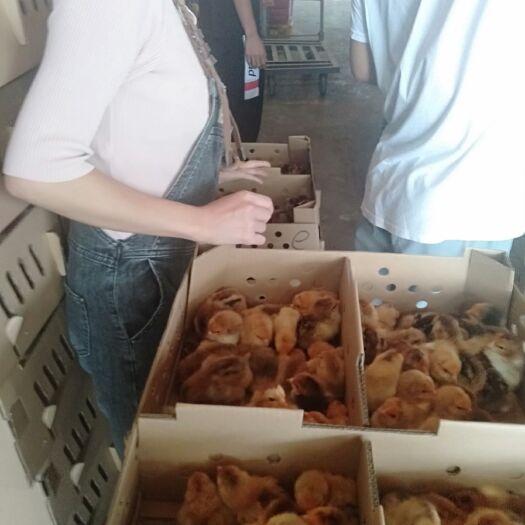 南宁 广西耀鑫孵化有限公司 批发鸡鸭鹅苗 脱温苗 红瑶鸡苗欢迎选购