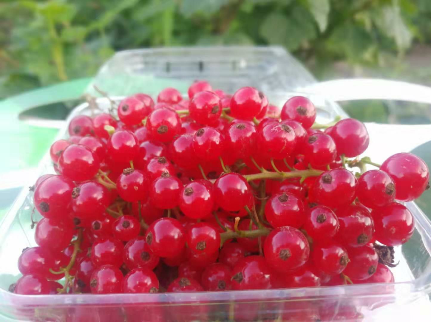 黑加仑苗  红加仑苗。基地批发红加仑苗。需要的联系。