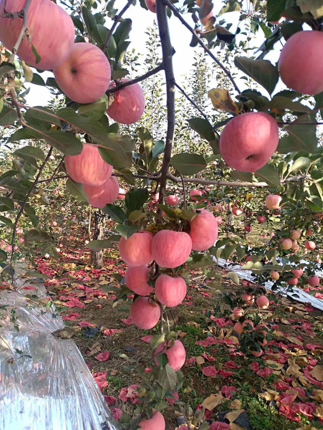 白水苹果 陕西白水红富士苹果大量上市中。