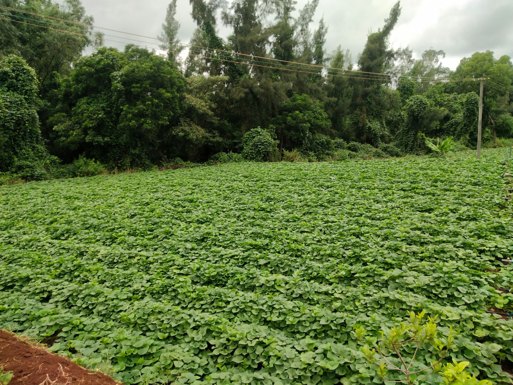 日本高系14号红薯苗 常规种（原种） ≥99.5% ≥95%