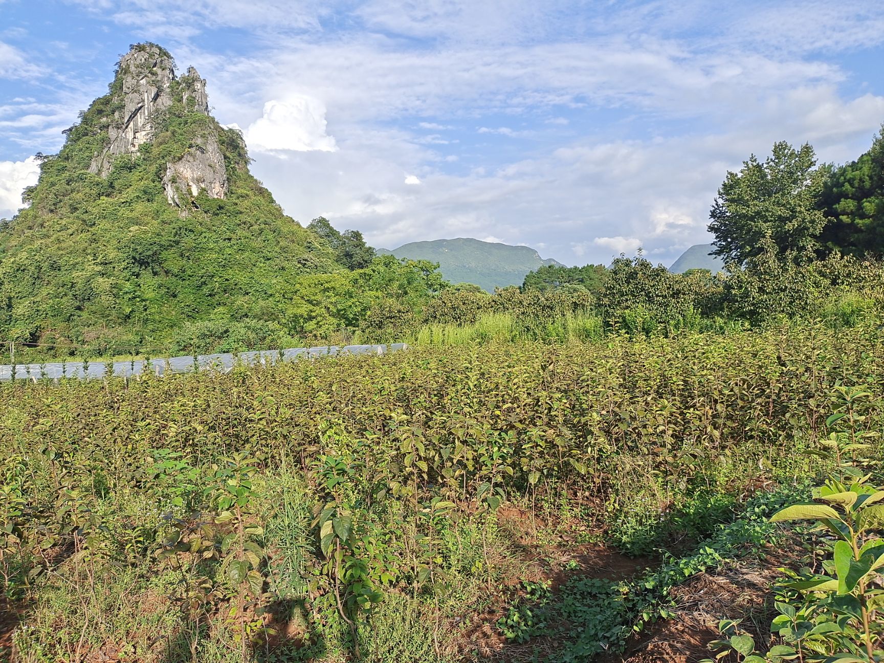 预售太秋甜柿苗  鸟柿嫁接 包邮 送种植管理资料一份