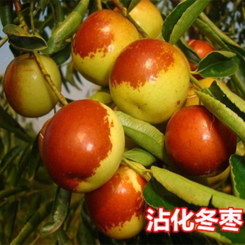 冬枣树苗  沾化冬枣苗