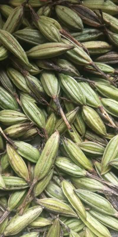 山慈菇  毛慈菇果荚