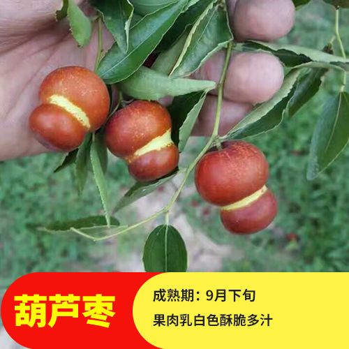 冬枣树苗  沾化冬枣苗