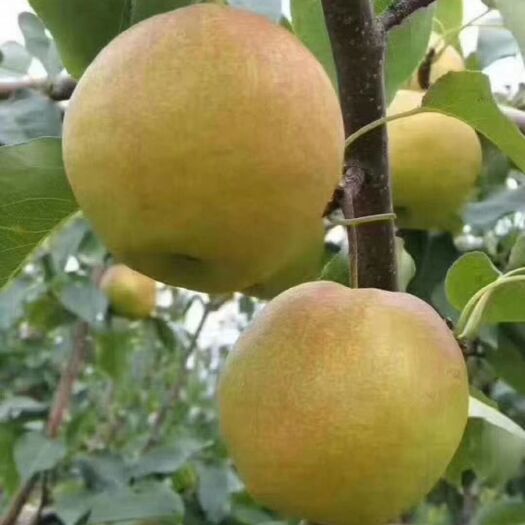 隰县隰县玉露香梨，皮薄汁多，口感佳