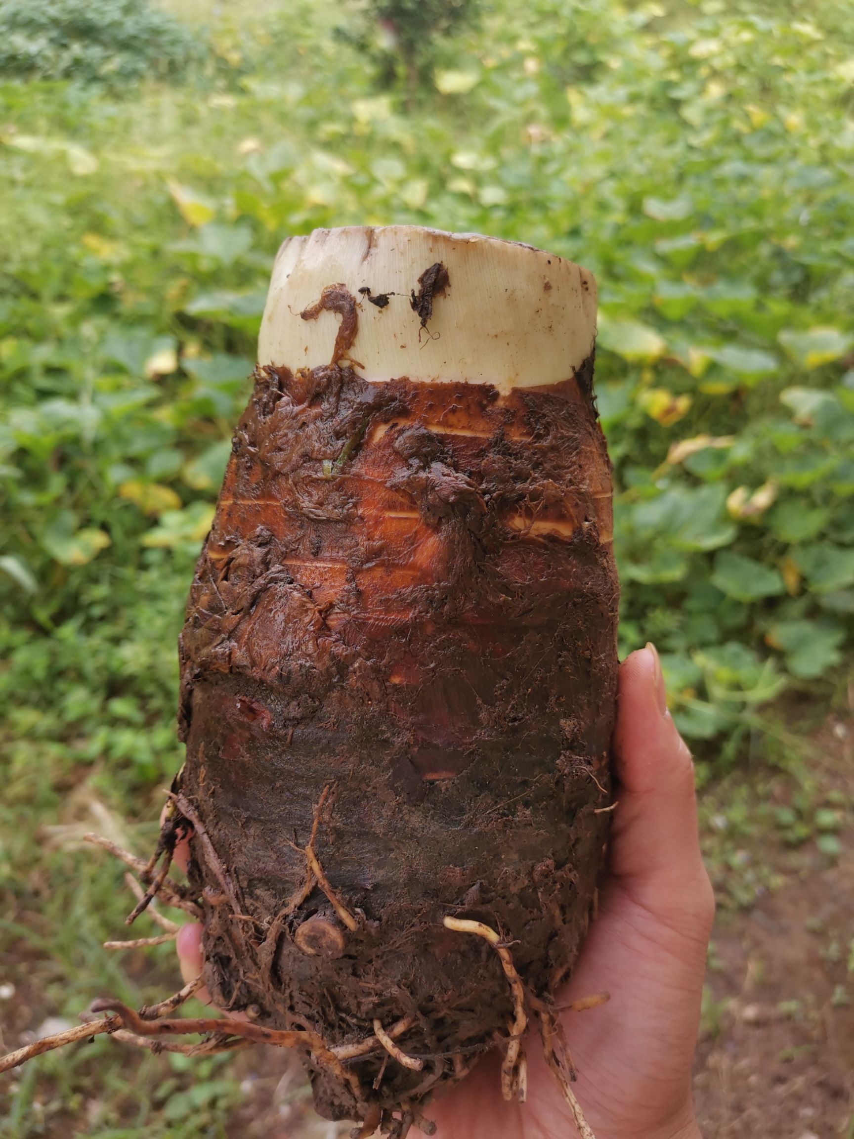 香芋正宗新鲜广西荔浦芋头包邮现挖产地一件代发不粉包退坏果包赔