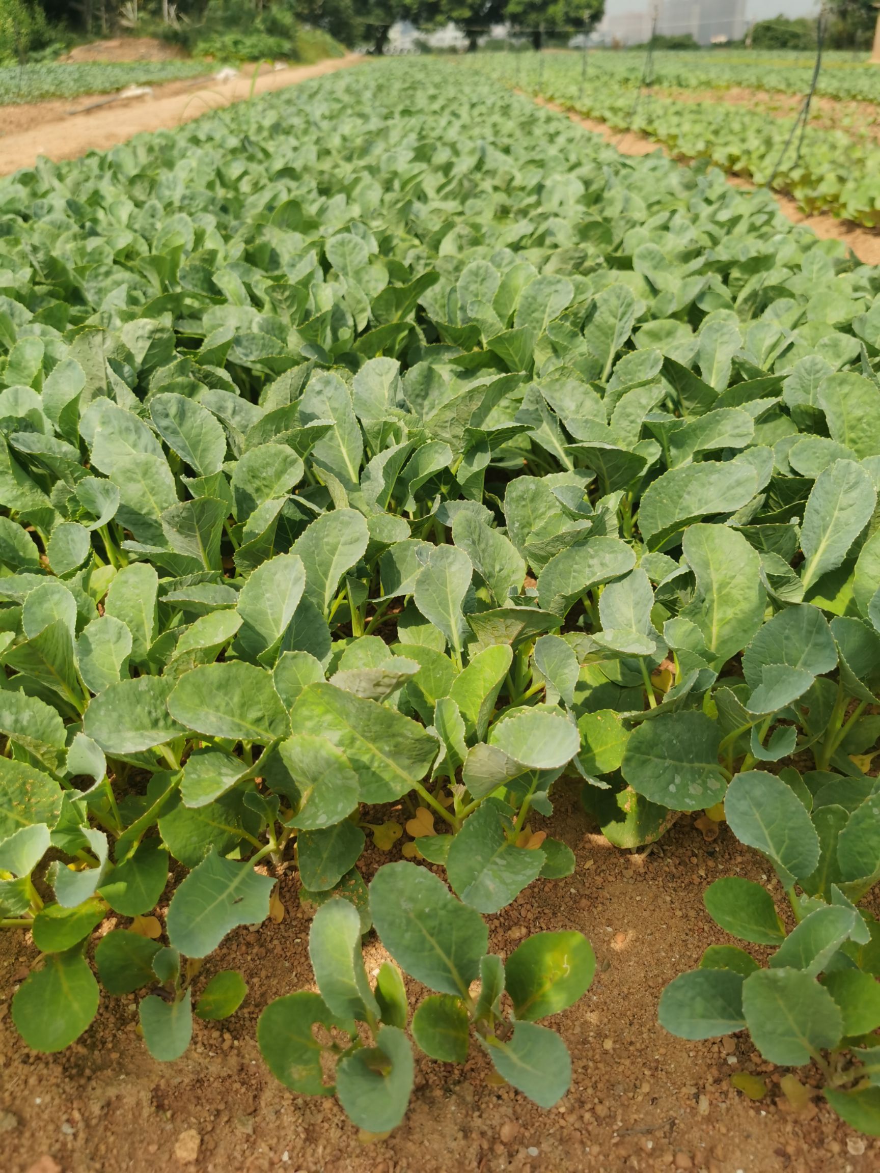 长胜 108天85天青梗松花菜苗