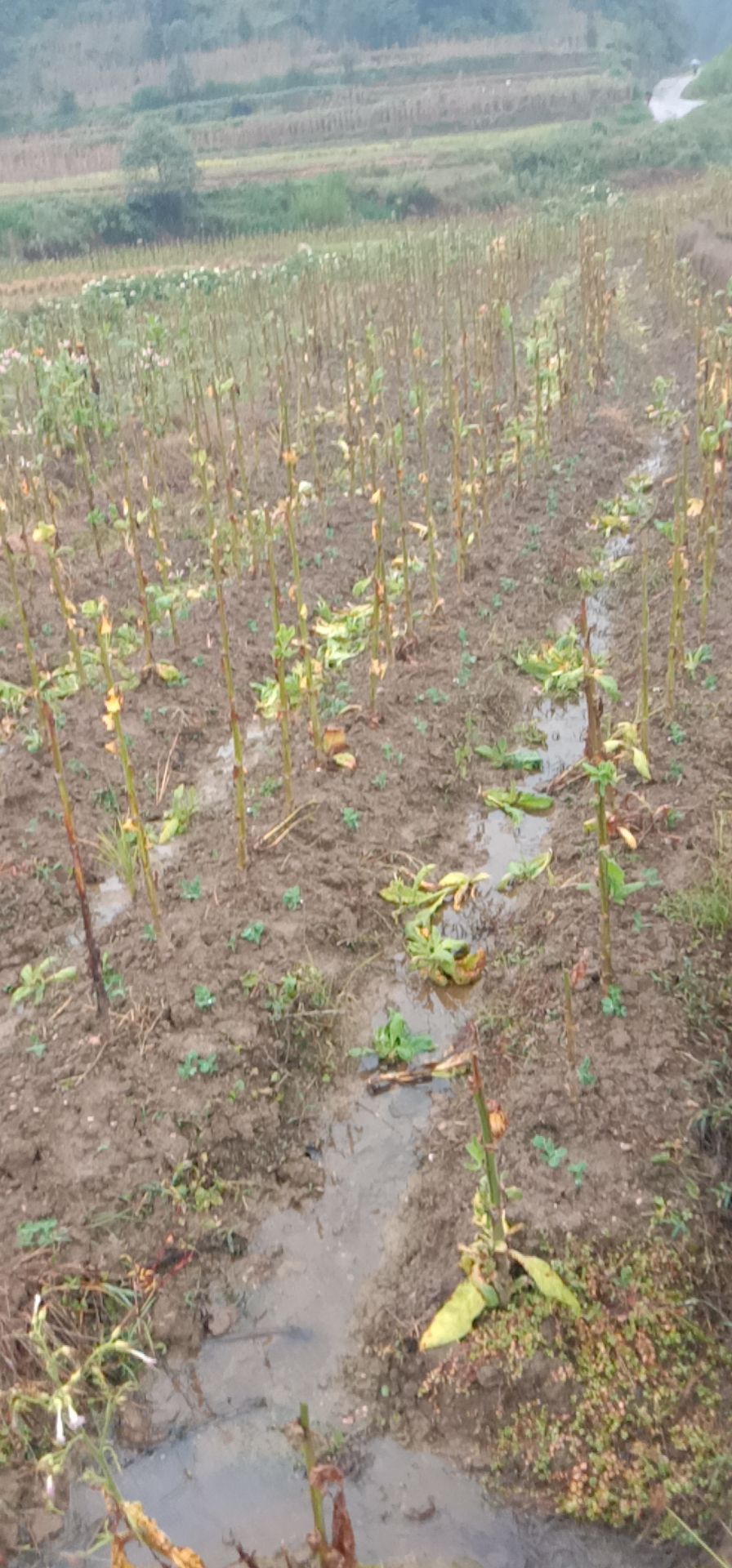  两百亩豌豆又开始了，有需要的要提前预定哦，很抢手的哦