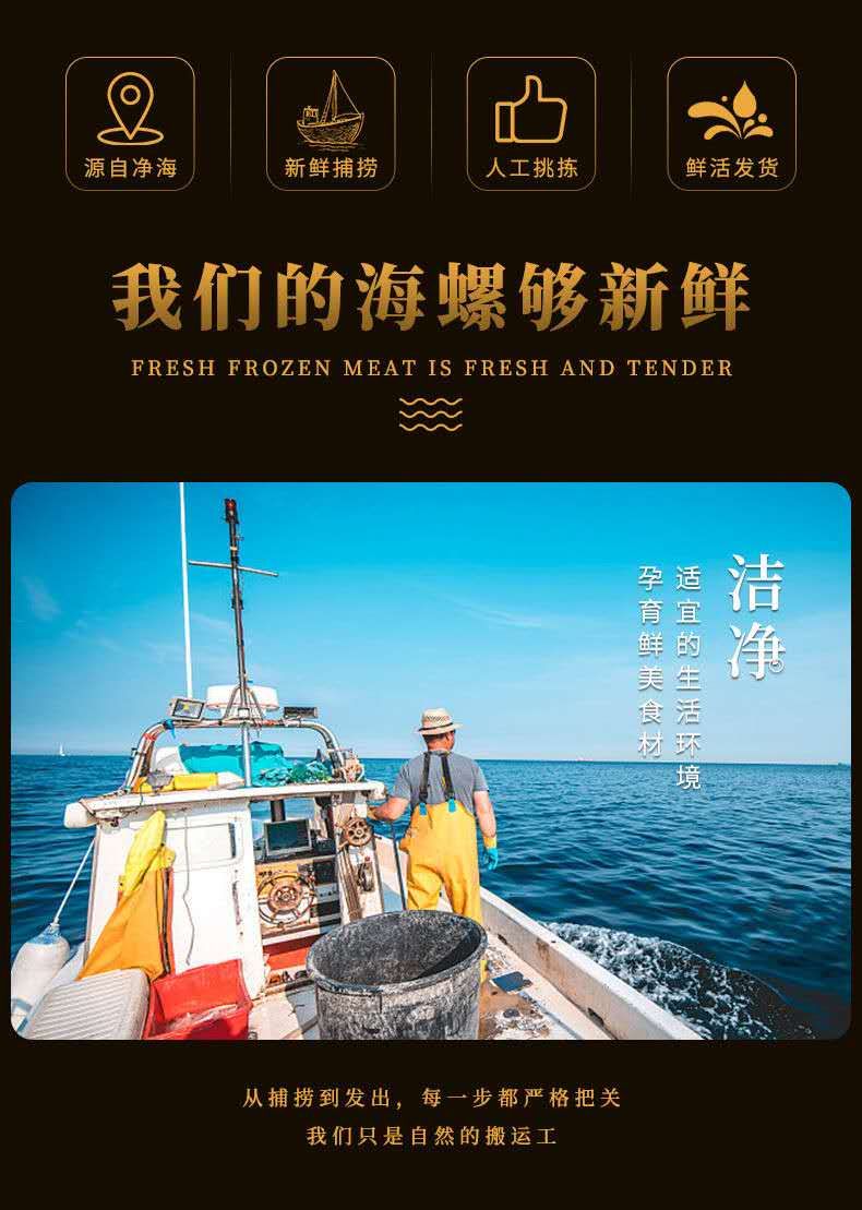 【鲜活海螺】新鲜海捕海螺，海鲜贝类，鲜活海螺海产品水产品