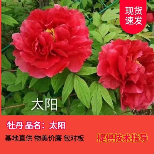菏泽观赏牡丹  基地直销牡菏泽正宗苗！牡丹种苗！牡丹树苗！