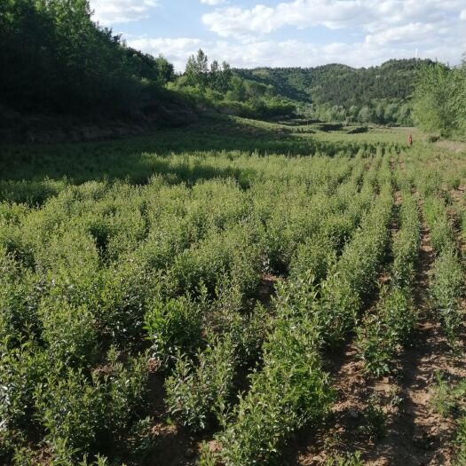 隆化县苍术种子  出售售承德朱砂点北苍术籽，质量好，价格优，欢迎订
