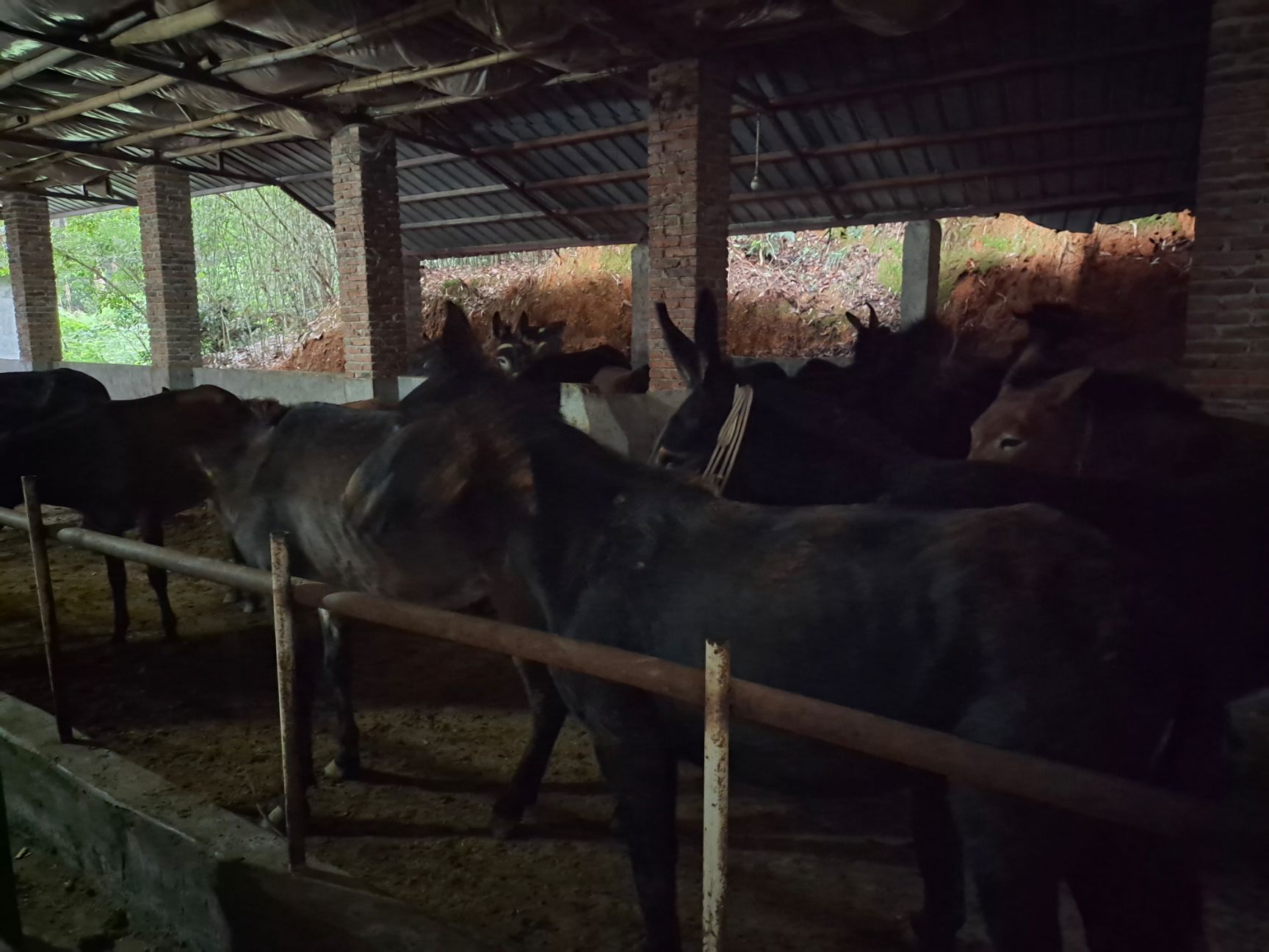 毛驴出售，400－500斤