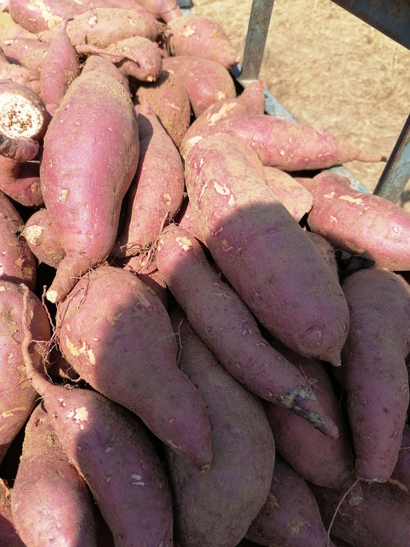 白心红薯  商薯19商品薯，脱毒种苗，红皮3两以上，袋装，箱