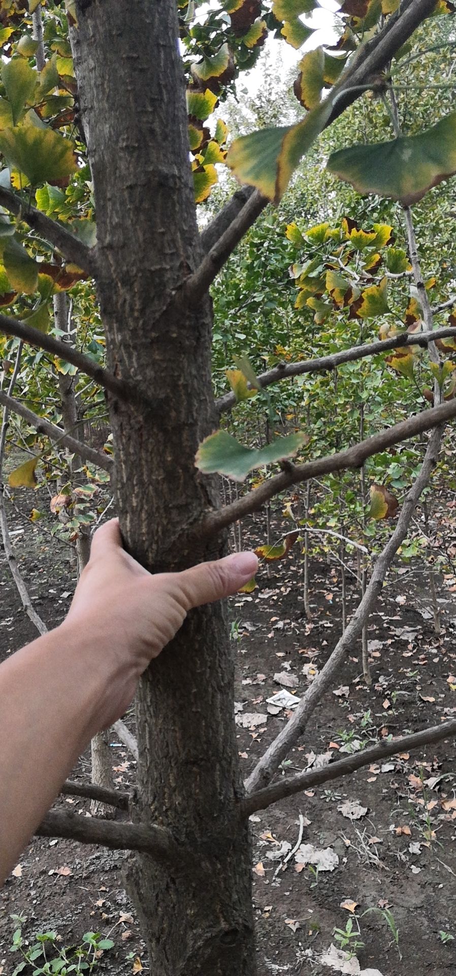 银杏树苗  银杏新苗  1公分银杏小苗2公分银杏苗木3公分银