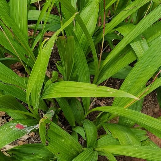 重庆市白芨种子 各规格白芨种苗，种茎