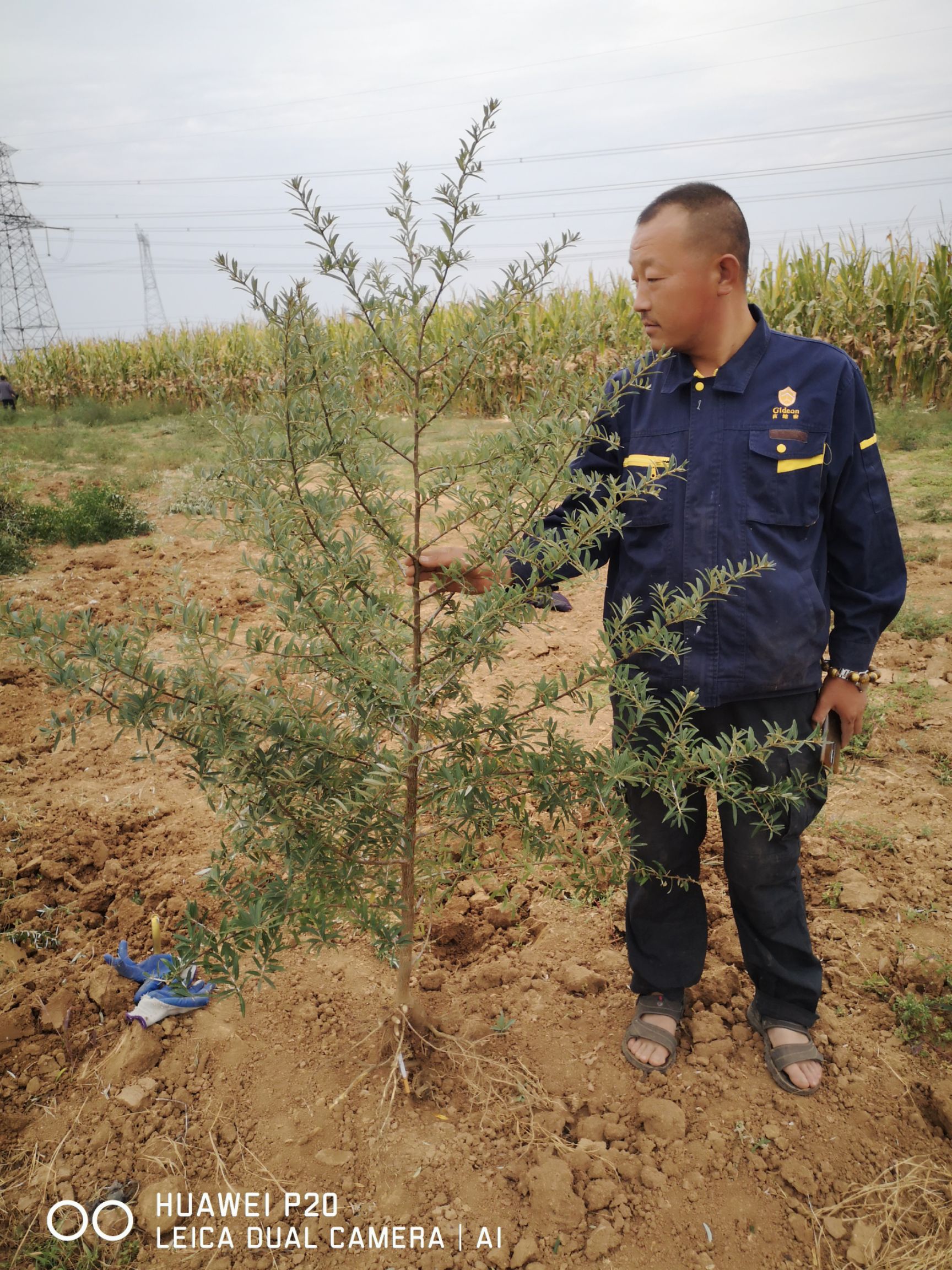 0.3--3公分  一级沙棘苗，大量供应