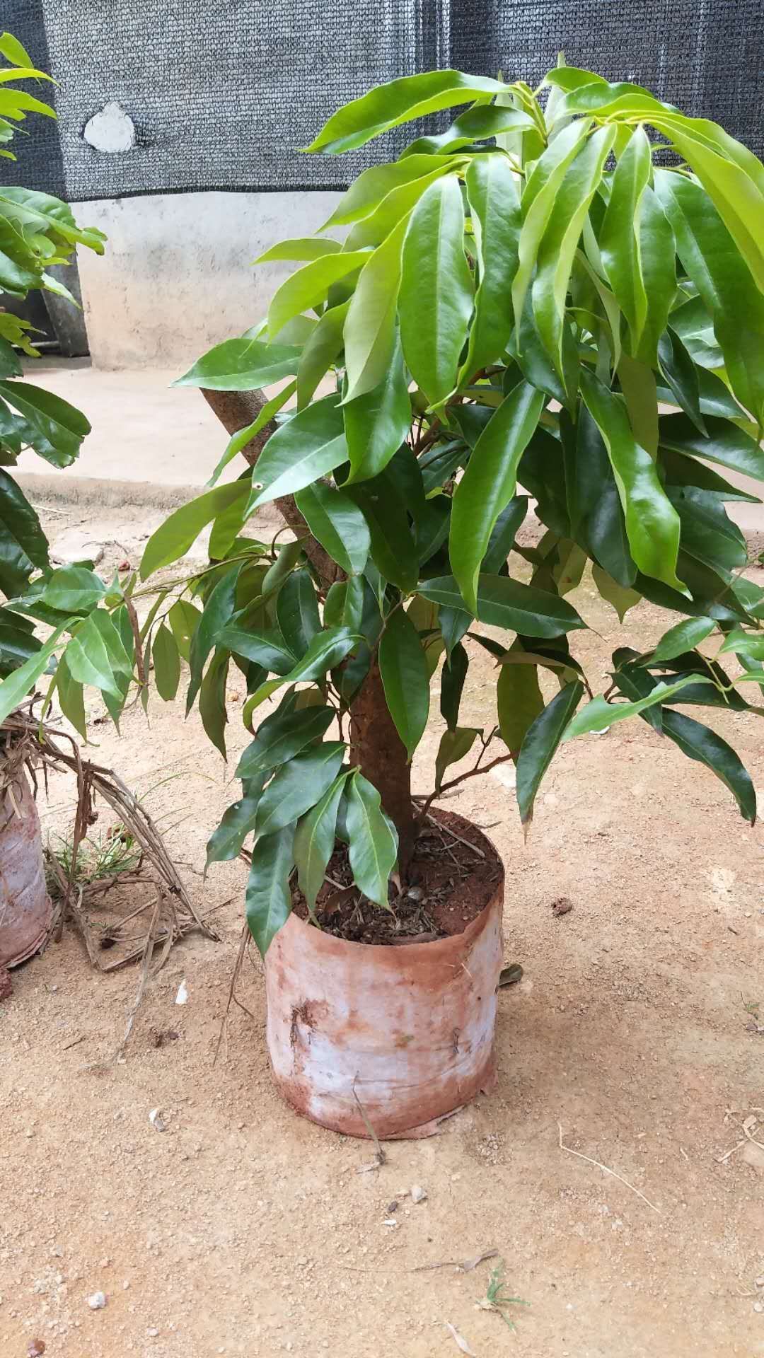 无核荔枝苗桂味妃子笑仙进奉观音绿
