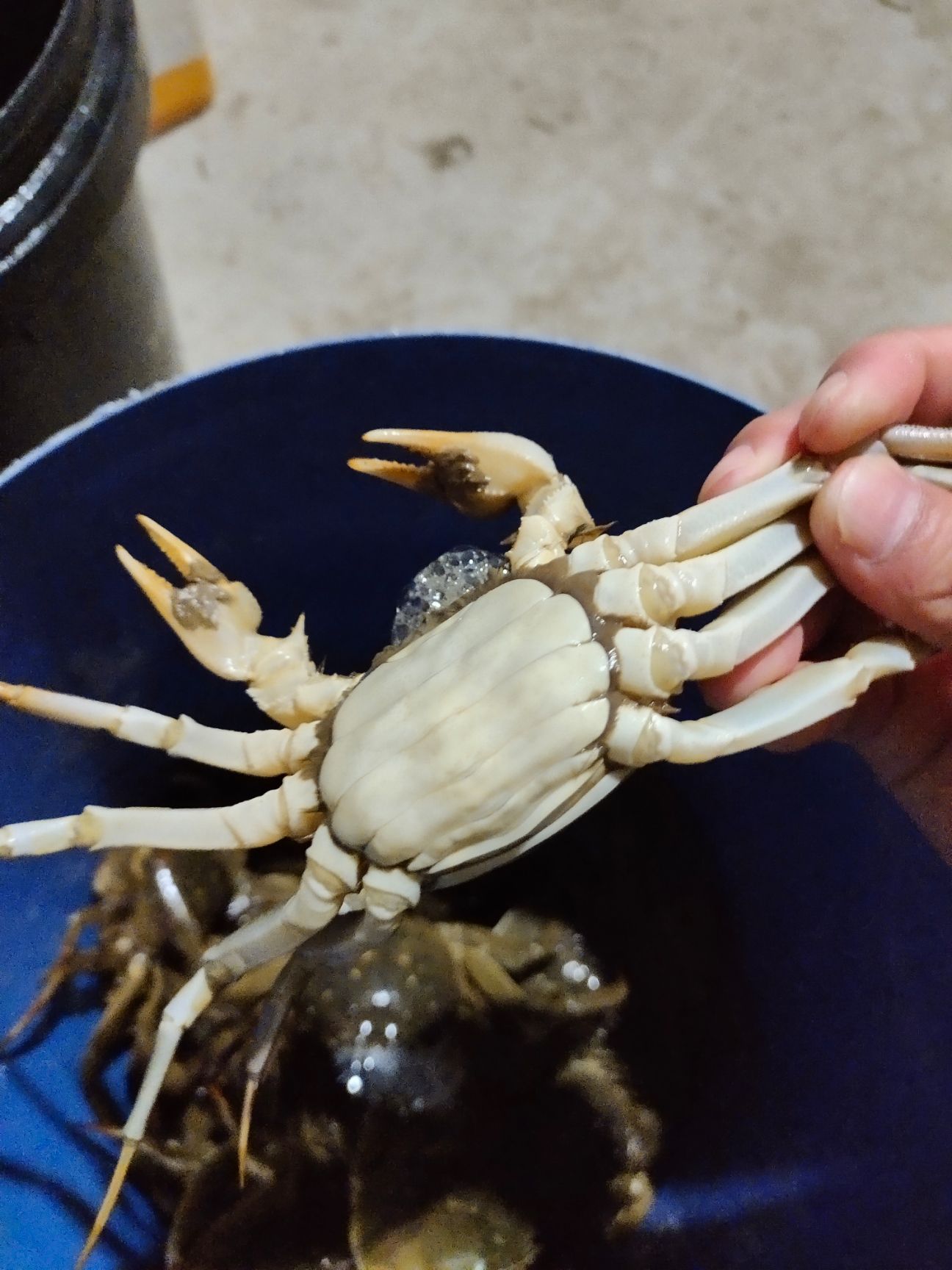 水阳大闸蟹  自产自销的大闸蟹，公蟹3两，母蟹2.8两起步，价格优惠