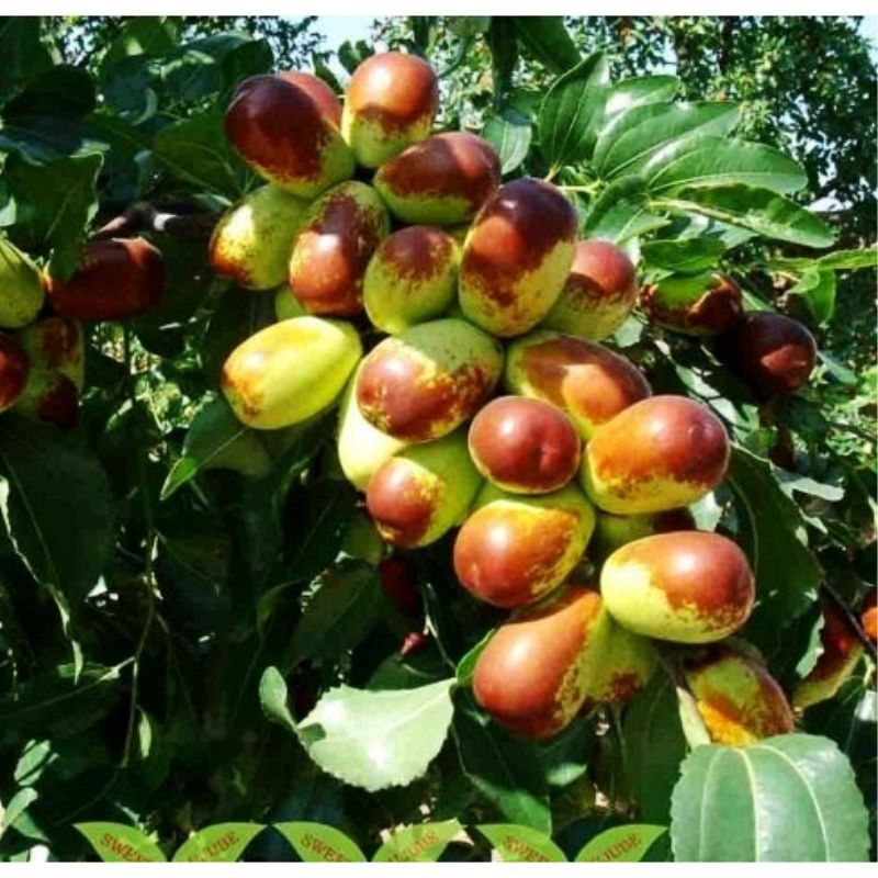 冬枣树苗  沾化冬枣苗