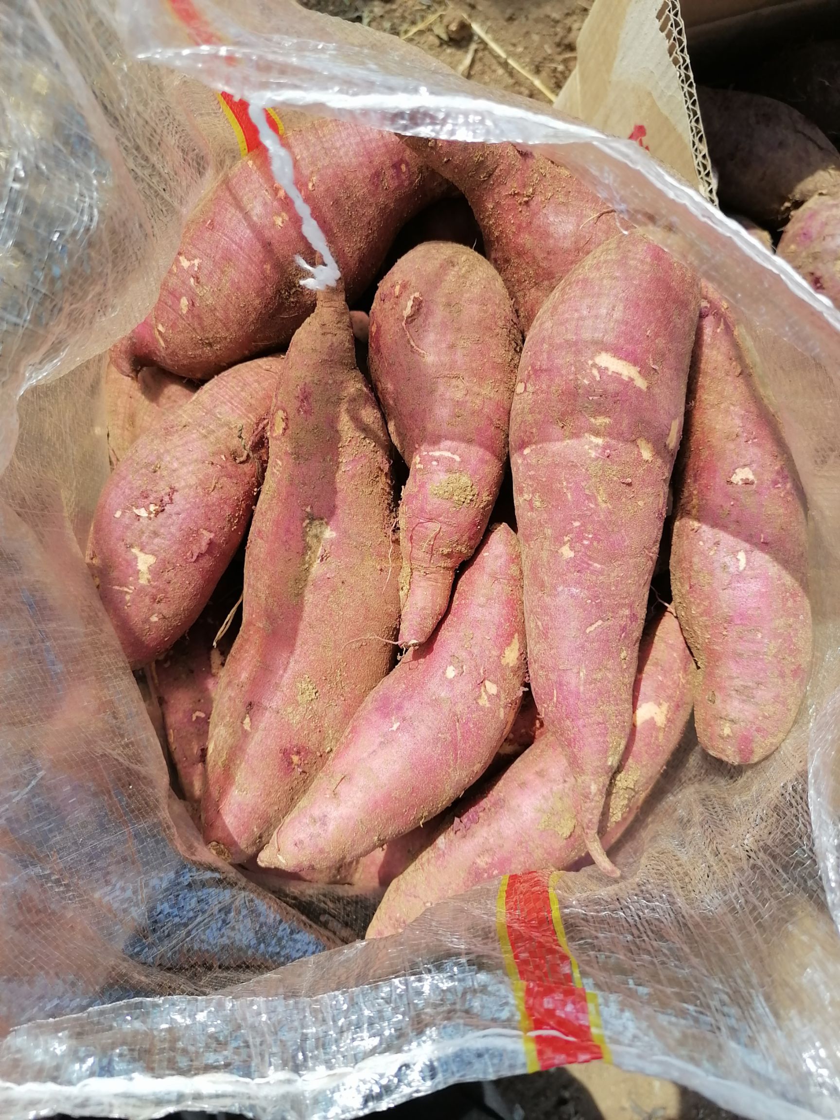 白心红薯  商薯19商品薯，脱毒种苗，红皮3两以上，袋装，箱