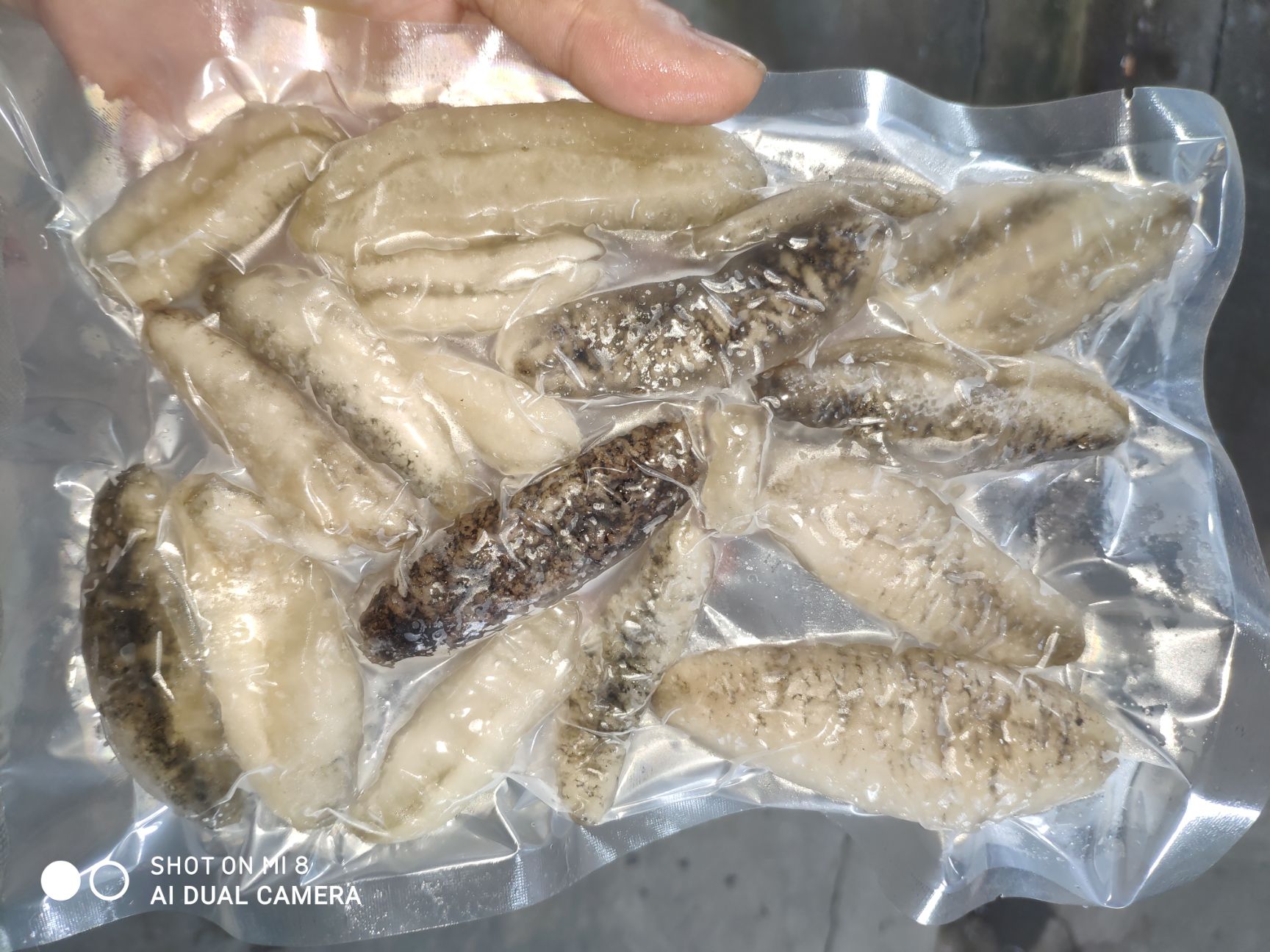 澳洲秃参  明秃参  深海海参