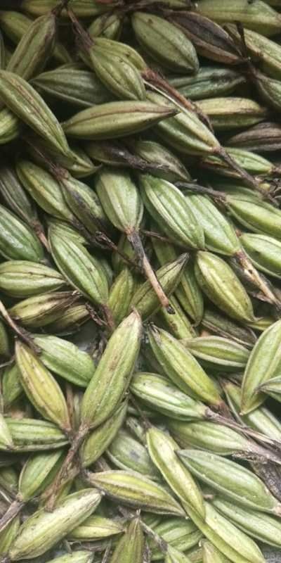 留坝县山慈菇  毛慈菇果荚