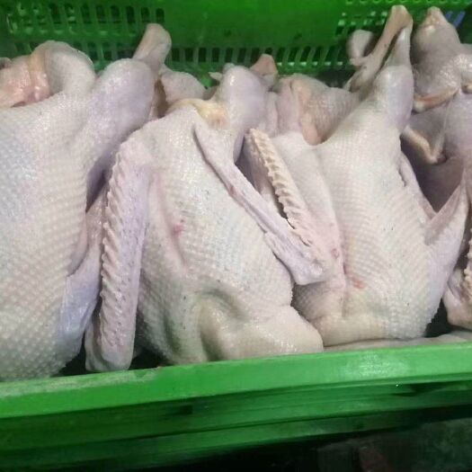 鹅肉类 光鹅