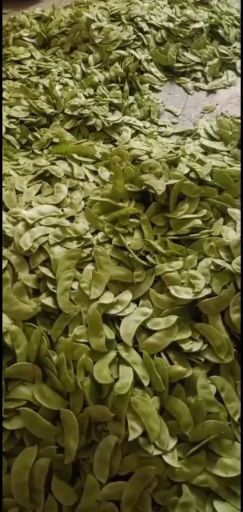 驻马店梅豆角干 12-18个月 
