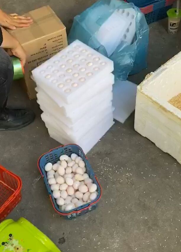 肉鸽蛋  鸽子蛋