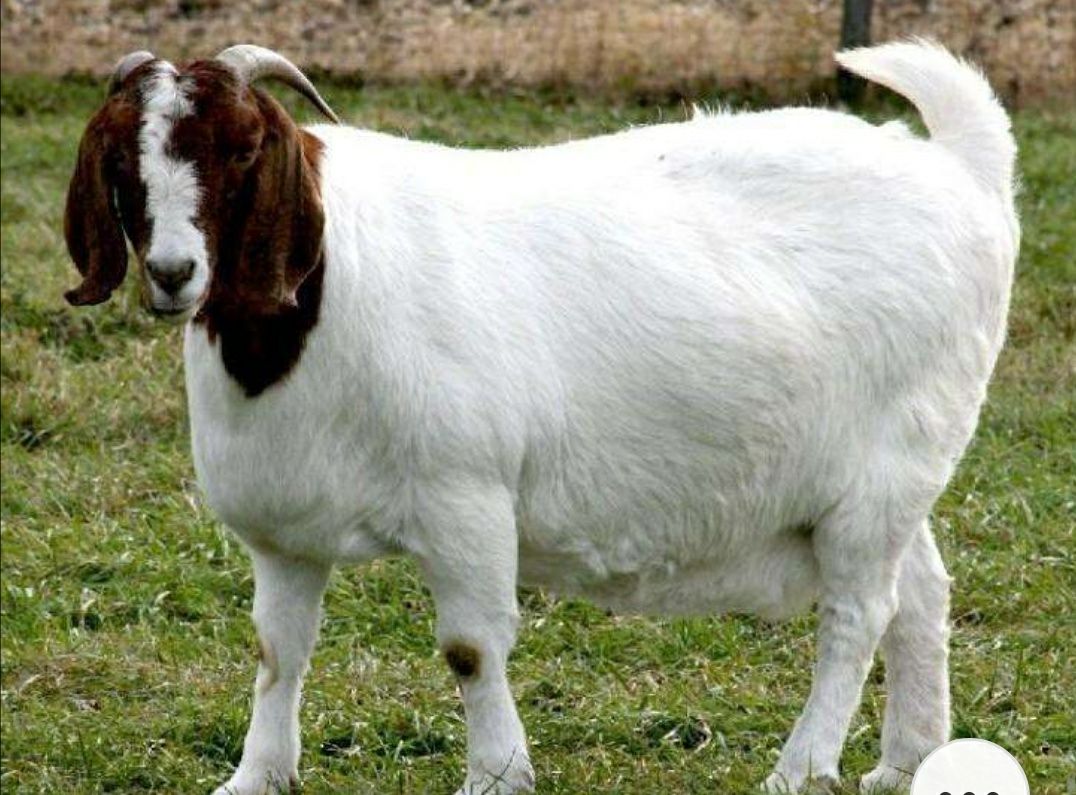 波尔山羊 波耳山羊