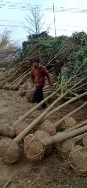 大叶女贞  自家苗圃米径6公分半冠好二级清地处理