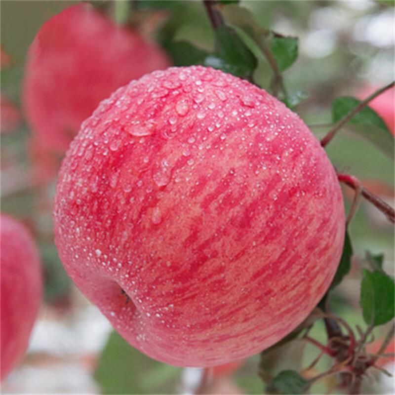 红富士苹果  加我V细聊