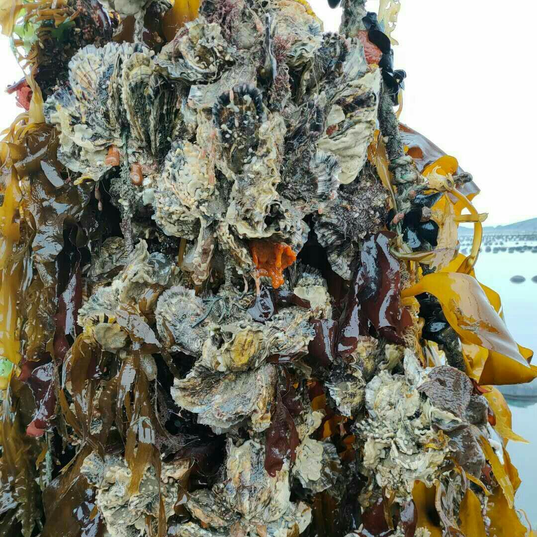 大连生蚝 本人出售二倍体育肥苗，两百万斤，有意者联系我，长海县广鹿岛，