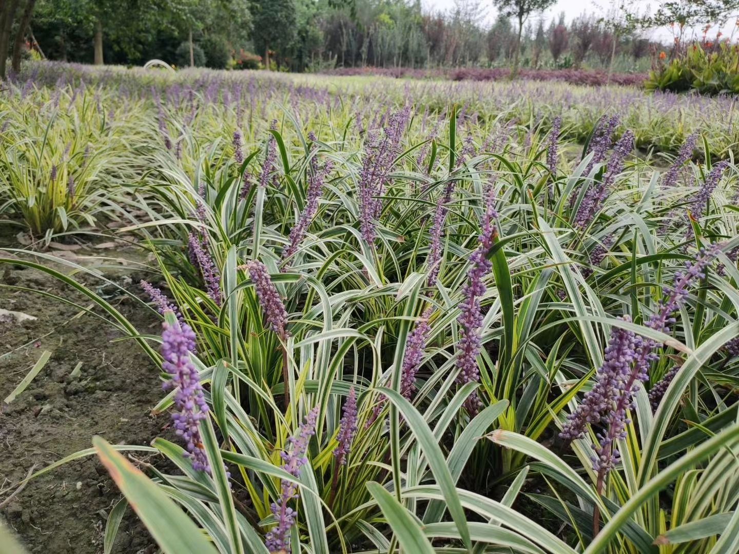 麦冬草  金边阔叶麦冬基地供应