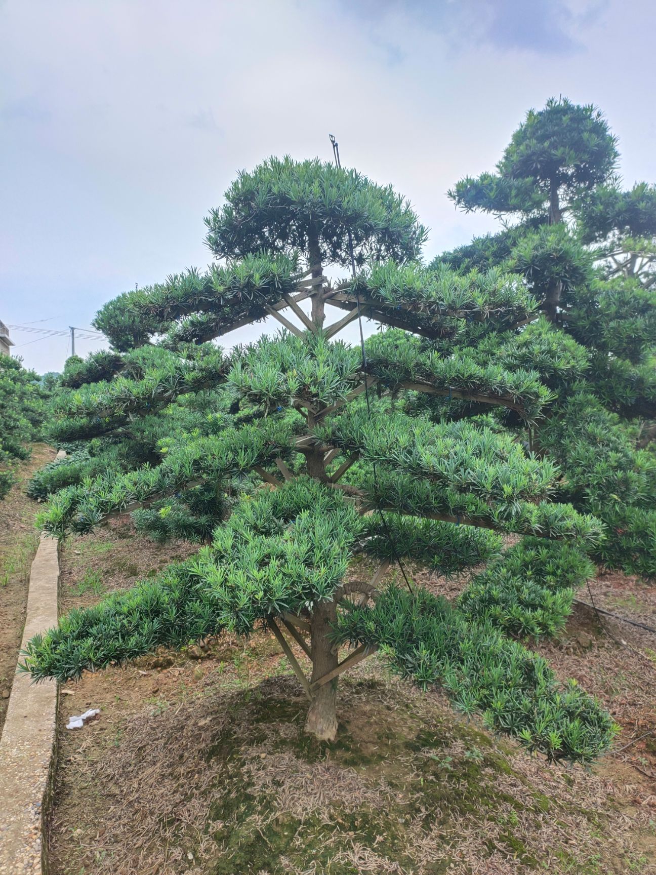 香樟，米径5到30公分