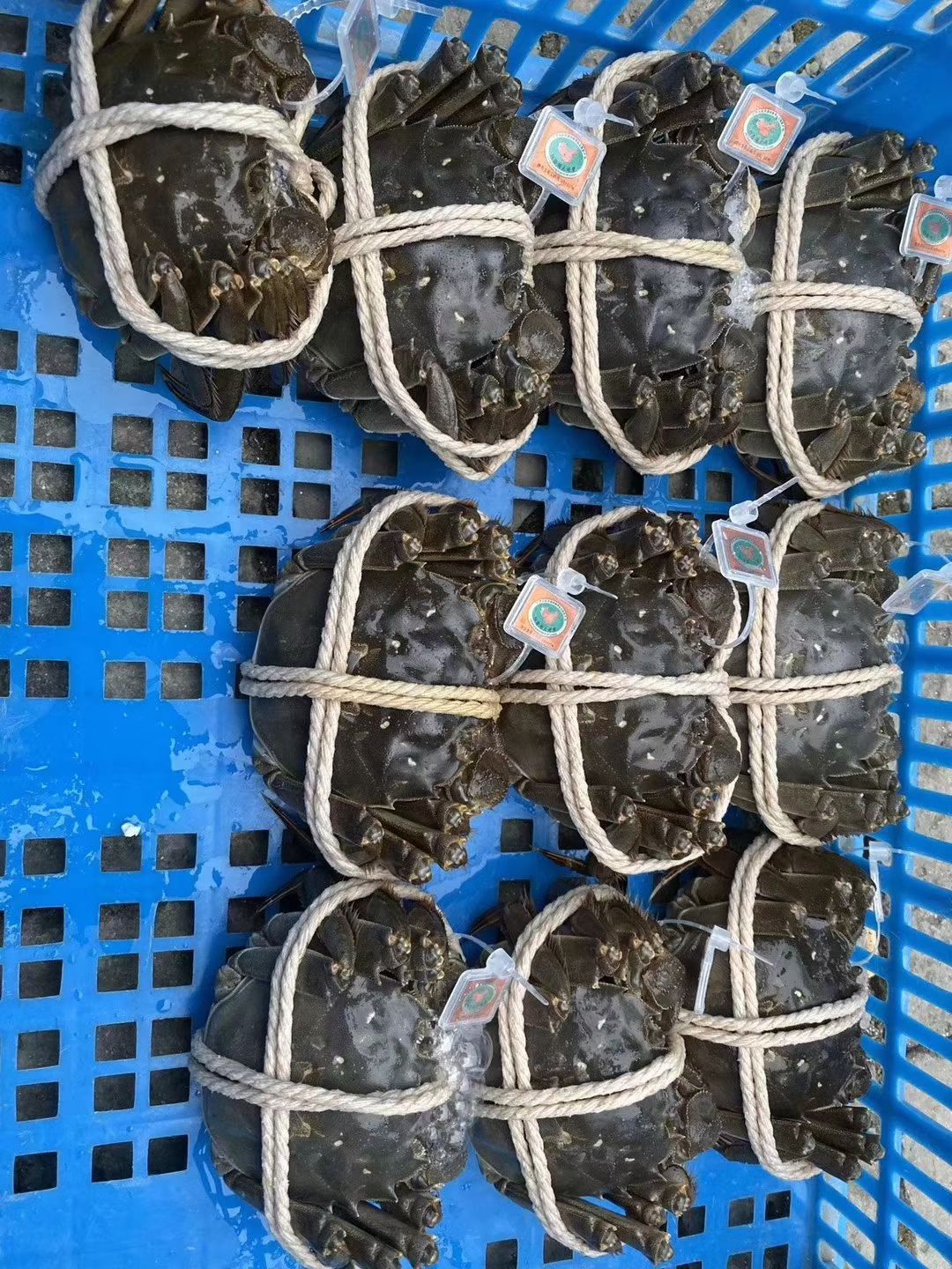 阳澄湖镇镇大闸蟹  红膏大闸蟹批发长期批发