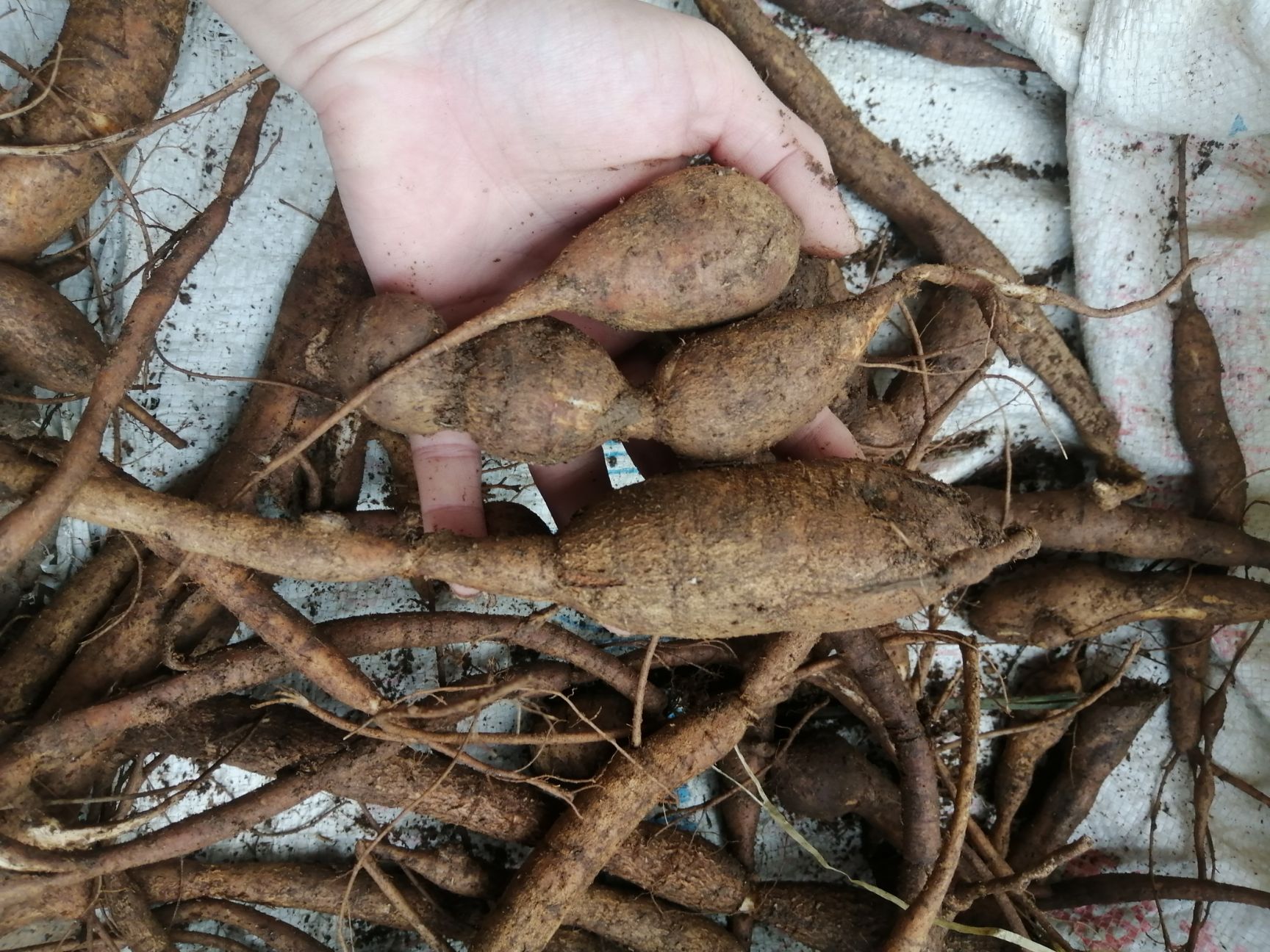 金钟根  牛大力，够靓，珠形多