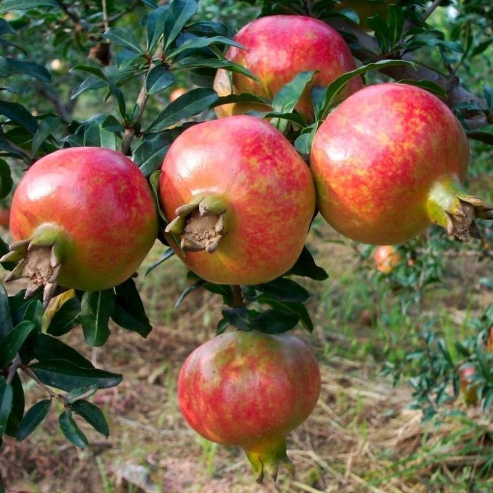 石榴树苗蒙阳红玛瑙石榴红宝石石榴种植四季庭院果树果苗软籽石榴