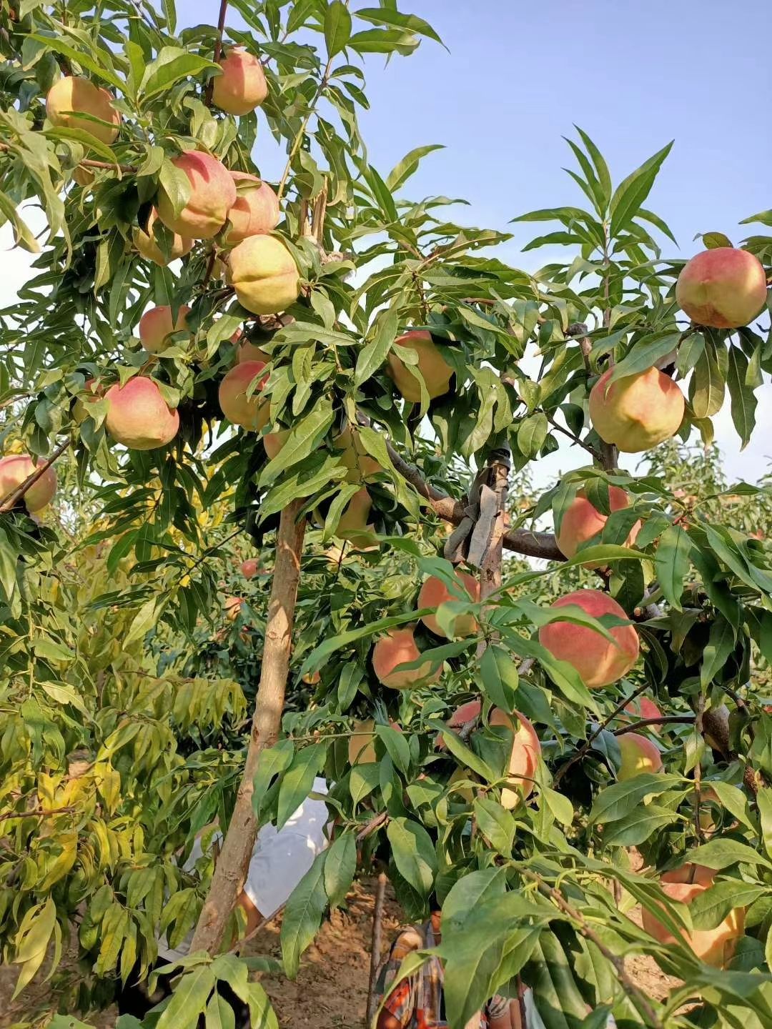 中华寿桃南方能否栽种图片