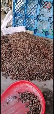 德昌板栗  味甜果粒饱满面