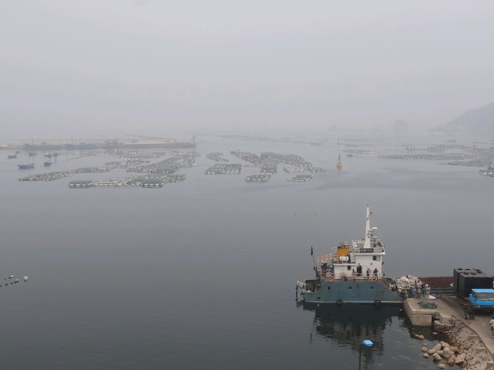 山东海带 长岛出口精品干海带 整箱批发包邮