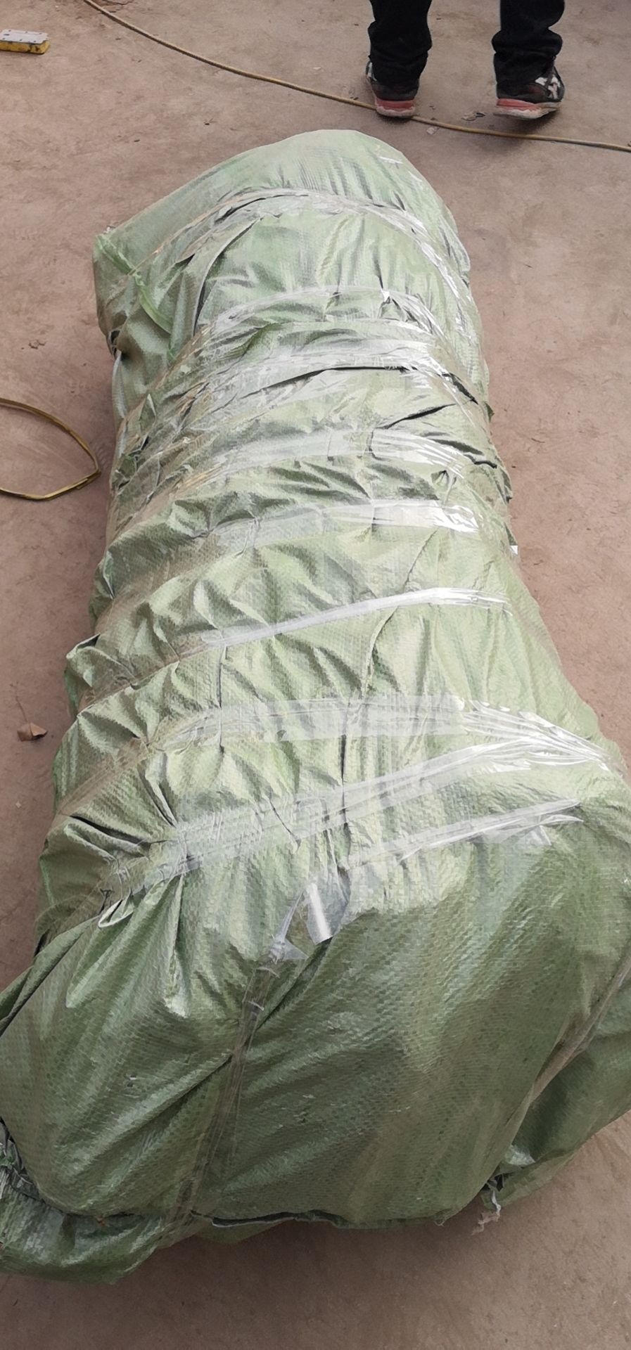 银杏树苗  银杏新苗  1公分银杏小苗2公分银杏苗木3公分银