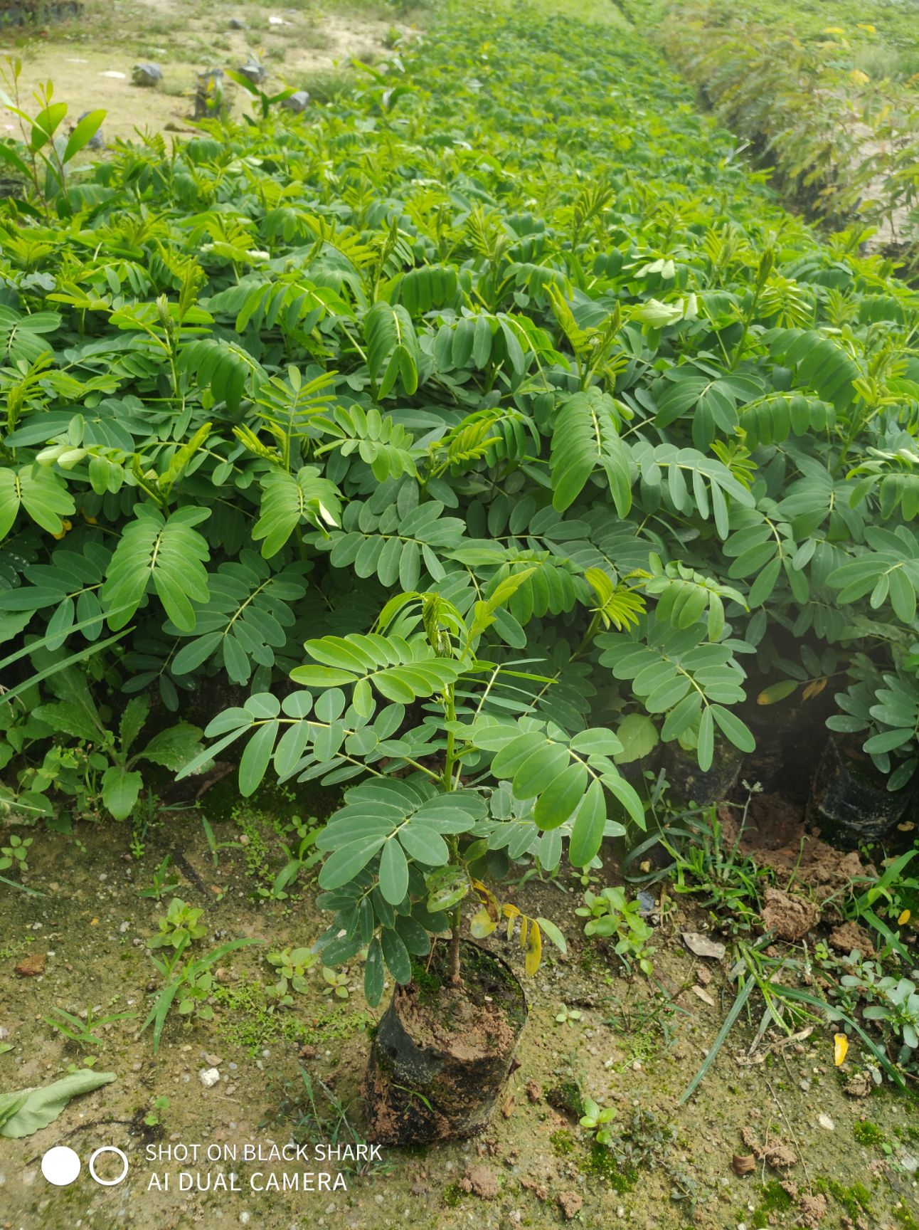 黄槐 黄花槐树苗